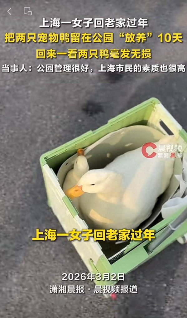 上海一女子回老家过年，把两只宠物鸭留在公园“放养”10天，回来一看两只鸭毫发无损