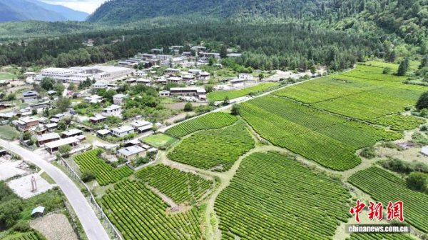 （滇藏公路50年）西藏易贡茶场蝶变 茶香飘出文旅新天地_大皖新闻 | 安徽网